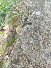 Ommatoiulus diplurus