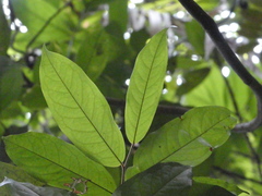 Polyalthia cauliflora