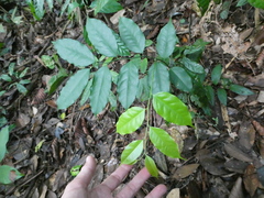 Xanthophyllum ellipticum