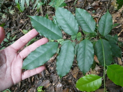 Xanthophyllum ellipticum