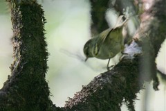 Phylloscopus ogilviegranti