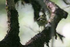 Phylloscopus ogilviegranti