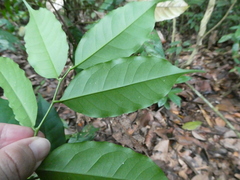 Xanthophyllum ellipticum