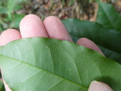 Xanthophyllum ellipticum