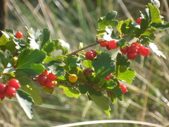 Ribes diacanthum