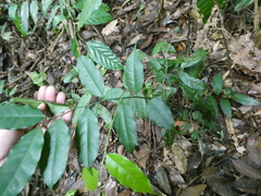 Xanthophyllum ellipticum