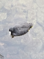 Fulica atra