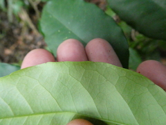 Xanthophyllum ellipticum