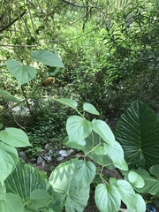 Amphilophium crucigerum