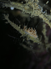 Eubranchus vittatus