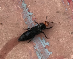 Creophilus erythrocephalus