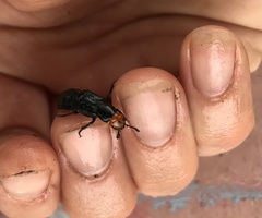 Creophilus erythrocephalus