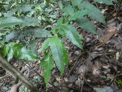 Tectaria barberi