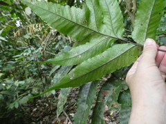 Tectaria barberi