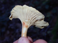 Cantharellus ferruginascens