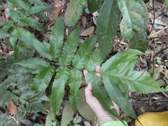 Tectaria barberi