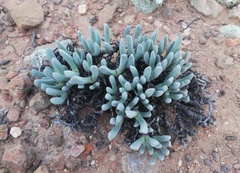 Brianhuntleya intrusa