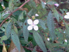 Centradenia inaequilateralis image