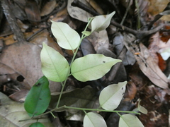 Hopea ferruginea