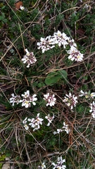 Iberis sempervirens