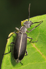 Epicauta cinerea-group