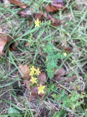 Hypericum cistifolium