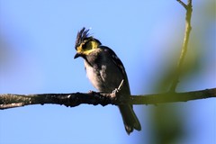 Machlolophus spilonotus