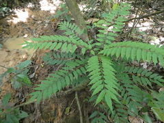Santiria griffithii