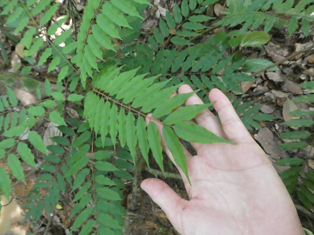 Santiria griffithii