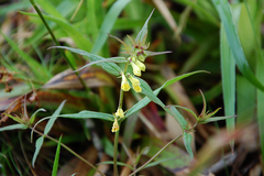 Melampyrum pratense