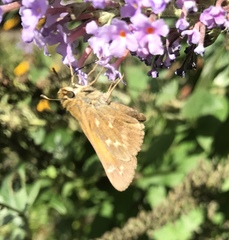 Atalopedes campestris huron