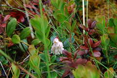 Vaccinium vitis-idaea