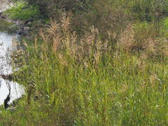 Phragmites vallatoria