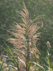 Phragmites vallatoria