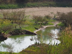 Phragmites vallatoria