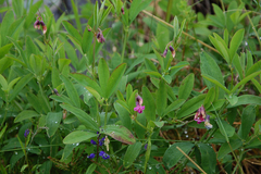 Lathyrus linifolius