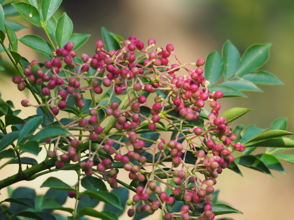Chinese Wingleaf Prickly Ash