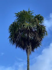 Thrinax parviflora