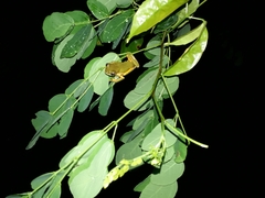 Pithecopus hypochondrialis