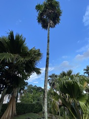 Thrinax parviflora