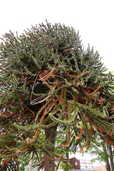 Araucaria araucana