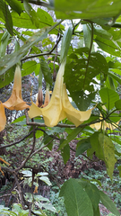 Brugmansia versicolor