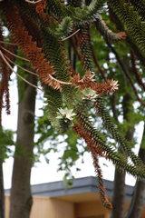 Araucaria araucana