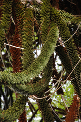 Araucaria araucana