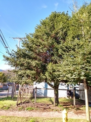 Podocarpus nubigenus