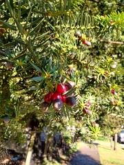 Podocarpus nubigenus