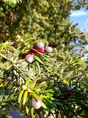 Podocarpus nubigenus