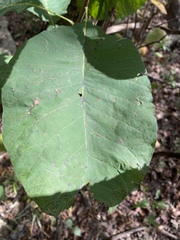 Cotinus obovatus