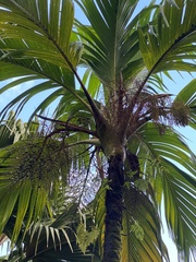 Verschaffeltia splendida