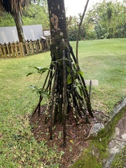 Verschaffeltia splendida